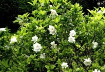 桅子扦插土扦几天生根