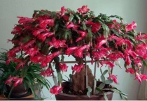 蟹爪兰根系怎么样