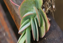 白姬之舞的繁殖方法 白姬之舞该怎么养殖