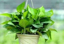 爬藤绿萝和普通绿萝有区别？