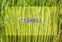 兰豆苗种植多久？