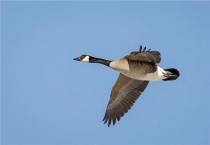 大雁南飞是什么季节
