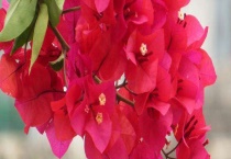 三角梅只长叶子不开花原因及处理多久？