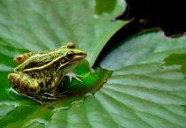 青蛙吃蚊子吗？