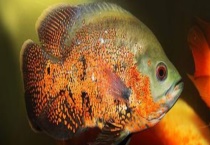 地图鱼如何繁殖 附繁殖时间和繁殖准备