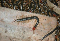 蜈蚣可以打死吗？