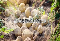 南方马铃薯种植时间和多久？