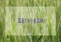 囤麦128小麦品种