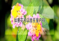 如意花可以放在室内吗？