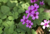 三叶草开花吗？