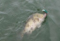 钓桂鱼的最佳时间 附饵料选用与常用钓法