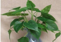 玉萝植物怎样养