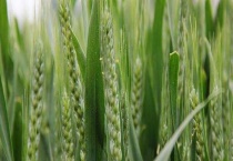 关于齐民6号小麦种的介绍 齐民6号小麦种植有什么技术要点