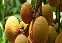 荔枝蜜和龙眼蜜哪个好 附价格对比