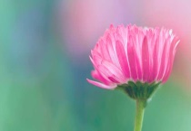 嫌光种子有哪些？