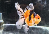 泰狮和百褶泰狮的区别？