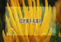 招财佛手有毒吗？