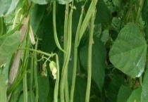 缸豆种植多久？