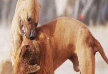 斗狗品种大全 分别介绍比特犬、土佐犬和杜高犬