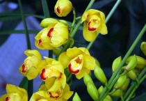 惠兰开花后怎么多久？