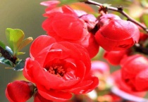 海棠花有虫子喷什么药