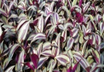 鸭拓草和鸭趾草一样吗？