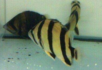 泰北虎为什么便宜