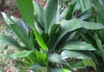 一叶兰叶子发黄是怎么回事