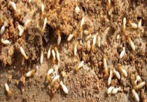 白蚁防治方法 分别 介绍生态、生物、物理和化学防治