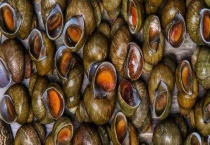 田螺苗到成螺要几个月