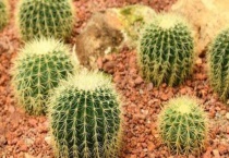 仙人球干瘪萎缩还能复原吗？