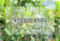 米兰花适合在室内养吗？