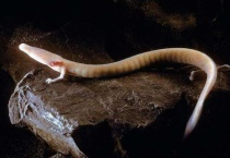 洞螈长大后是龙吗？