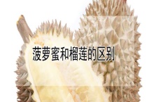 菠萝蜜和榴莲的区别？