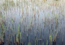 芦芽是什么植物