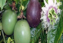 百香果需要修剪枝条吗？