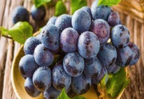 夏黑拉花时需要注意的地方有哪些？