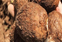 魔芋与香芋的区别？