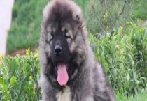 高加索犬吃什么食物？怎么选狗粮？不能吃什么？