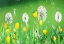 蒲公英泡水喝祛痘吗 护肝吗？