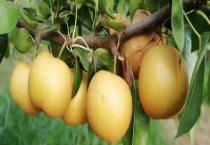 秋月梨结果需要几年 附秋月梨栽培技术