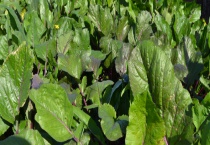 紫菜苔的播种时间 紫菜苔该怎么播种