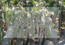 茄子新叶变小是什么原因？
