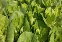 快菜的种植温度和时间