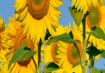 向日葵什么时候成熟？什么时候播种 向日葵的生长周期