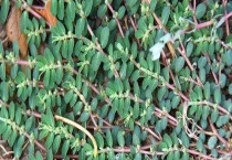 千根草和地锦草区别？ 外观、根系、功效等方面都不同