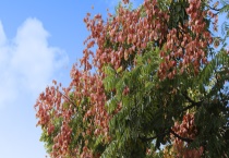 栾树的寿命有多长 有哪些生长习性