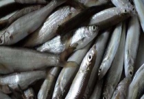 钓白条鱼用什么钩好？附其饵料配制