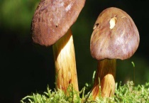 牛肝菌多少钱一斤 附功效作用和品种分类