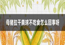 母猪拉干粪球不吃食怎么回事呀